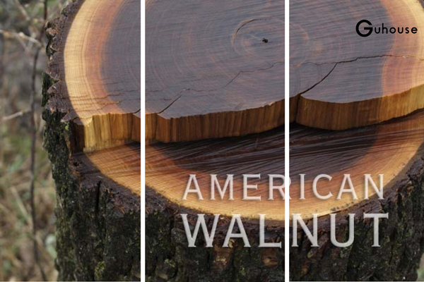 Gỗ Óc Chó Trong Nội Thất (Walnut): Vì Sao Được Gọi Là “Vua Của Các Loại Gỗ”? 3 Phân loại gỗ óc chó theo nguồn gốc